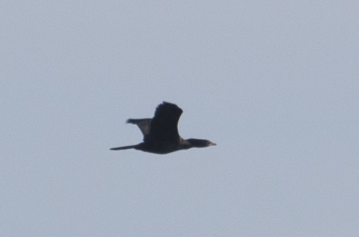 Pygmy Cormorant - ML211432071