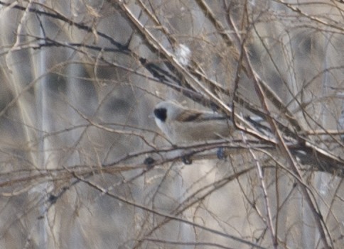 Eurasian Penduline-Tit - ML211432191