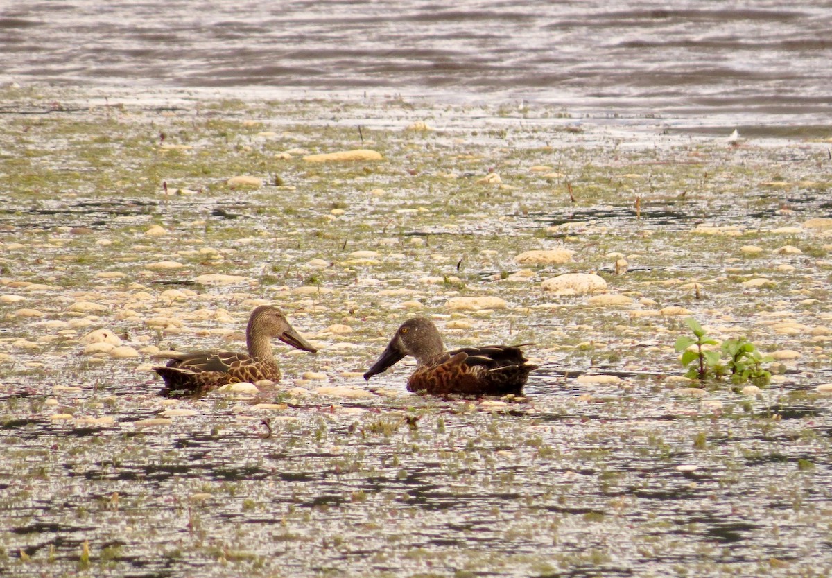 Australasian Shoveler - ML211432351