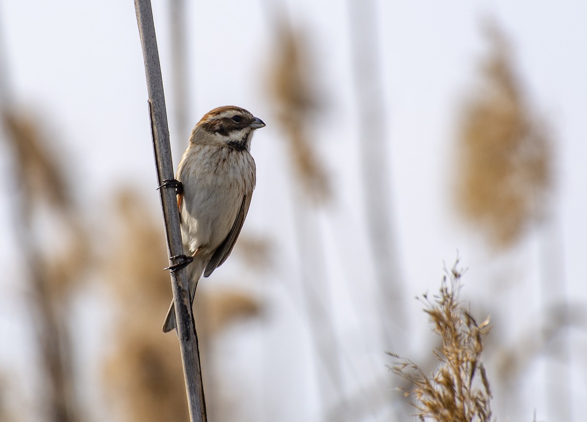 Reed Bunting - Grigory Evtukh