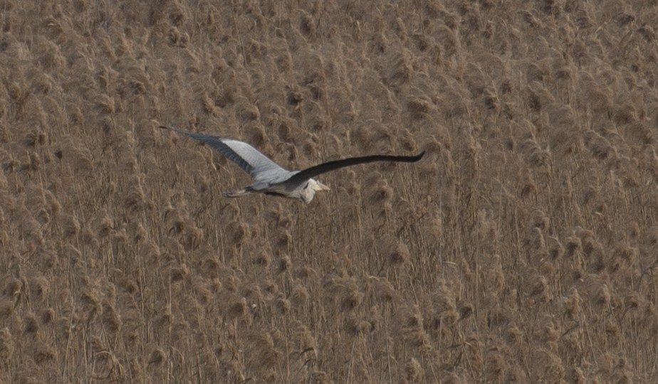 Gray Heron - ML211432591