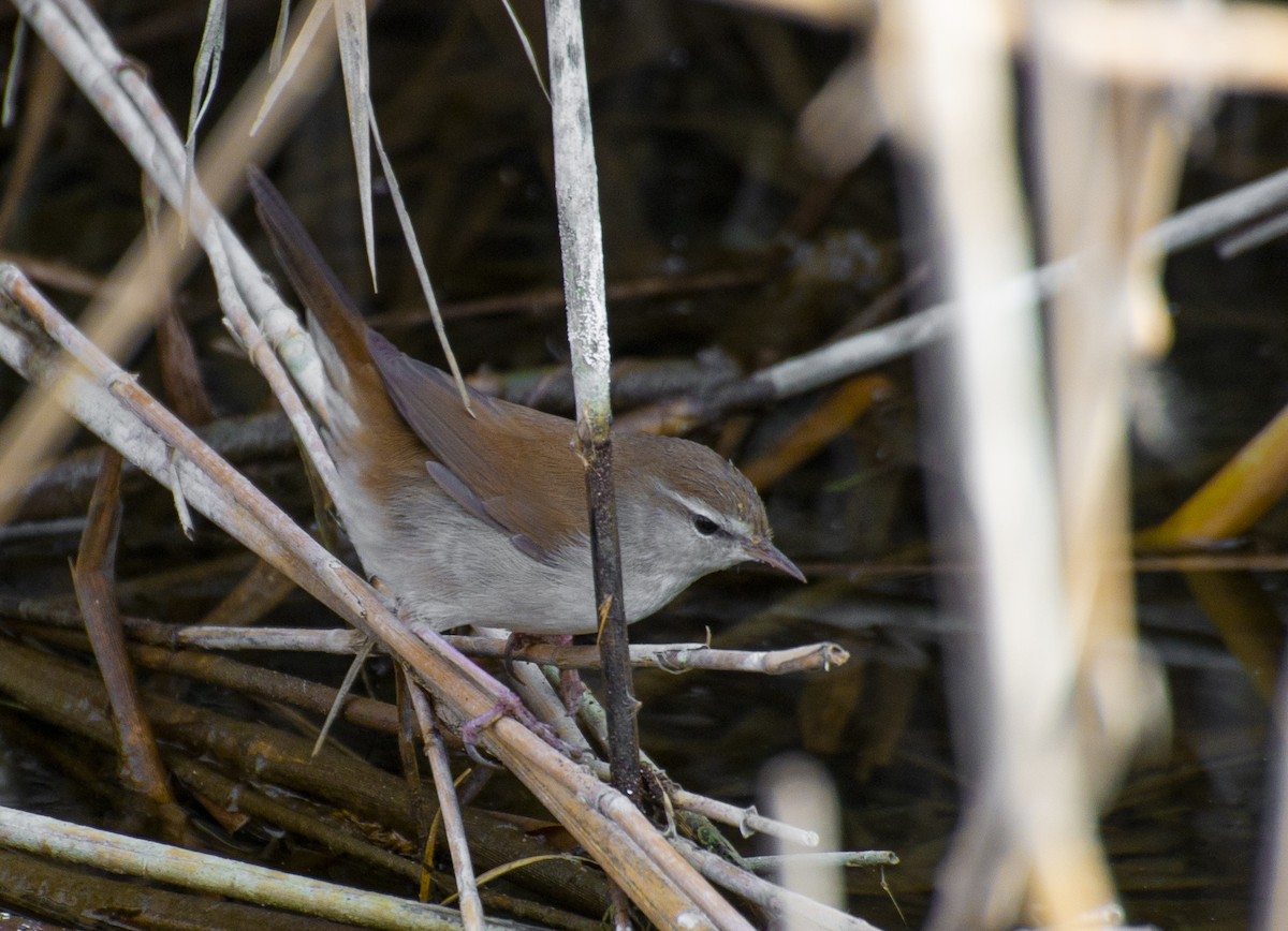 Cetti's Warbler - ML211432981