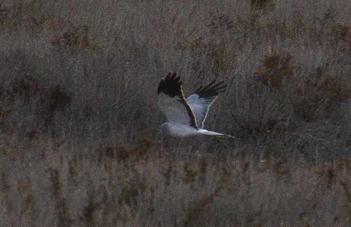 Hen Harrier - ML211433741