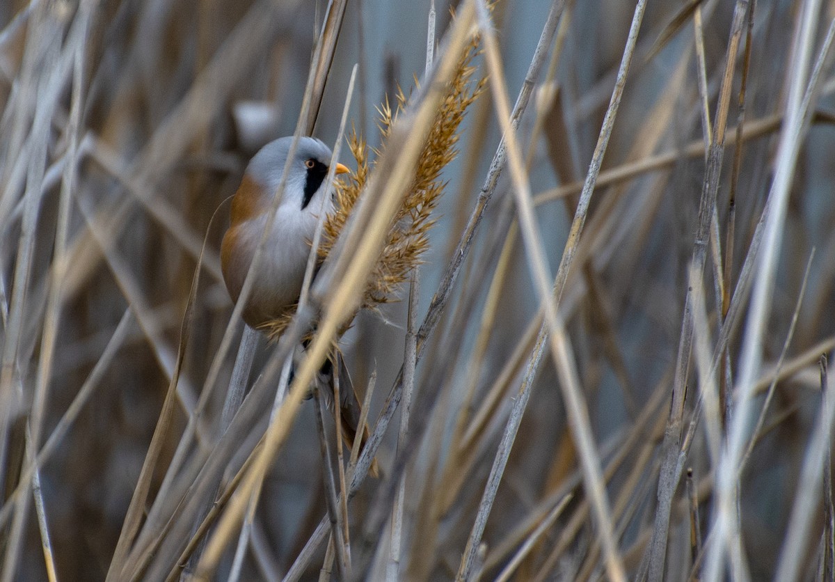 Bearded Reedling - ML211434521