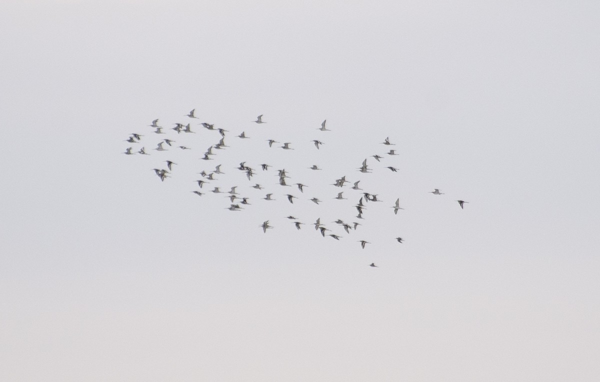 Black-tailed Godwit - ML211434671