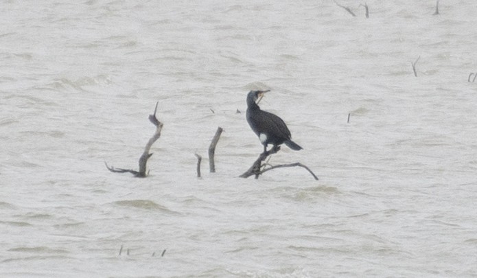 Great Cormorant - ML211434751