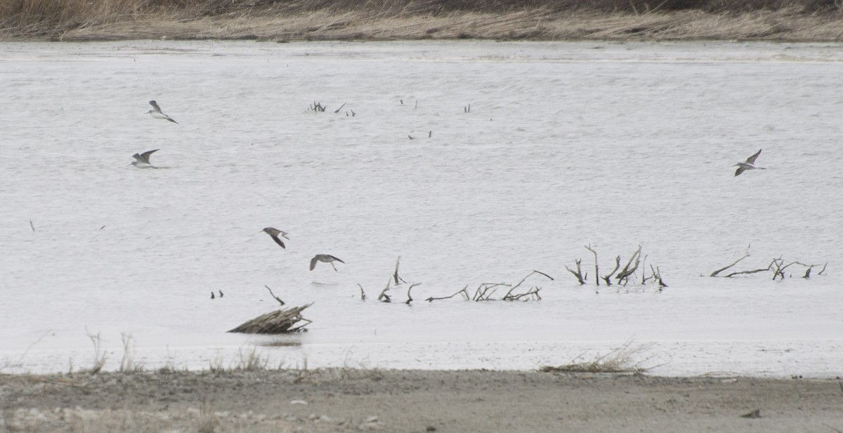 Common Redshank - ML211435071