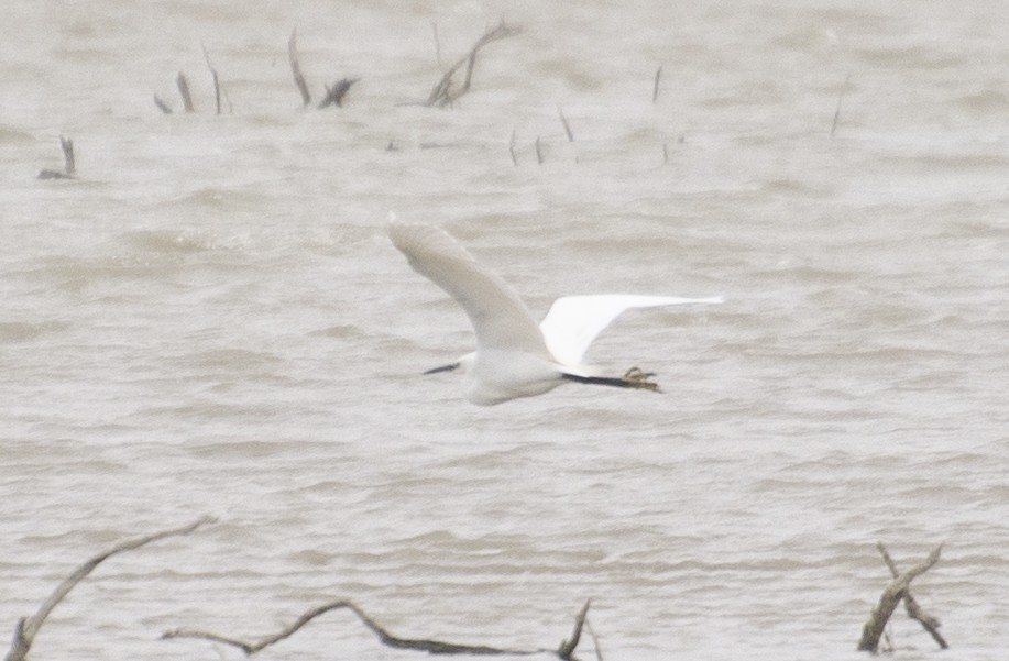 Little Egret - ML211435421