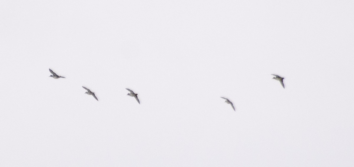 Green-winged Teal (Eurasian) - ML211435521