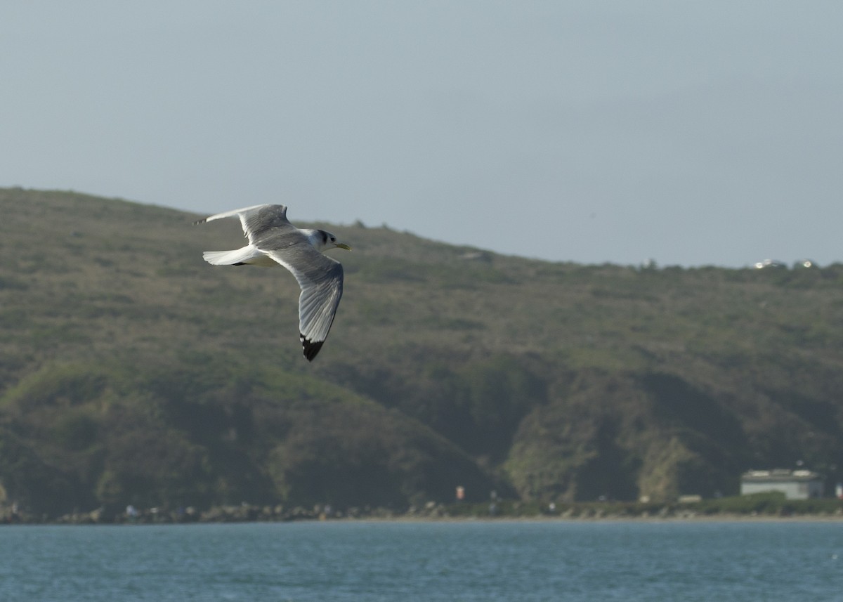 Black-legged Kittiwake - Melissa Gates