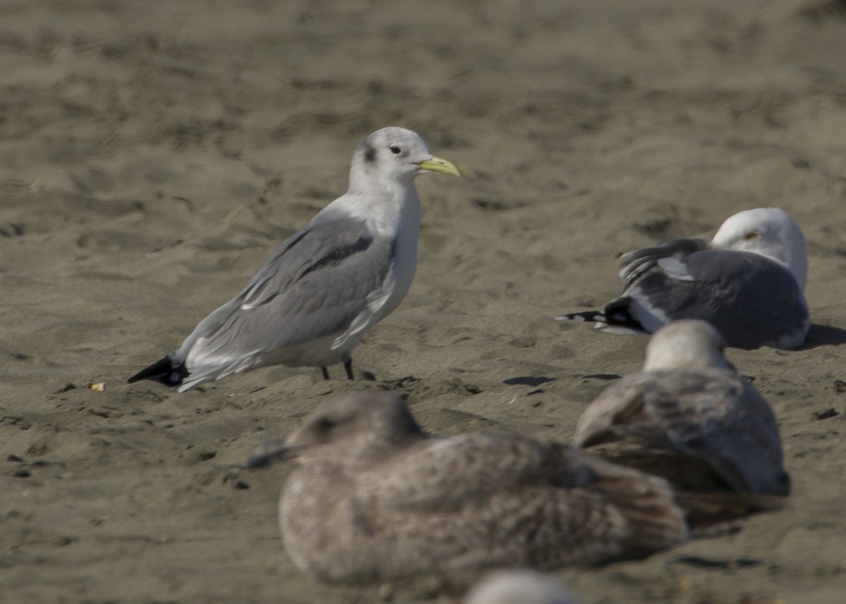 Black-legged Kittiwake - ML211438201