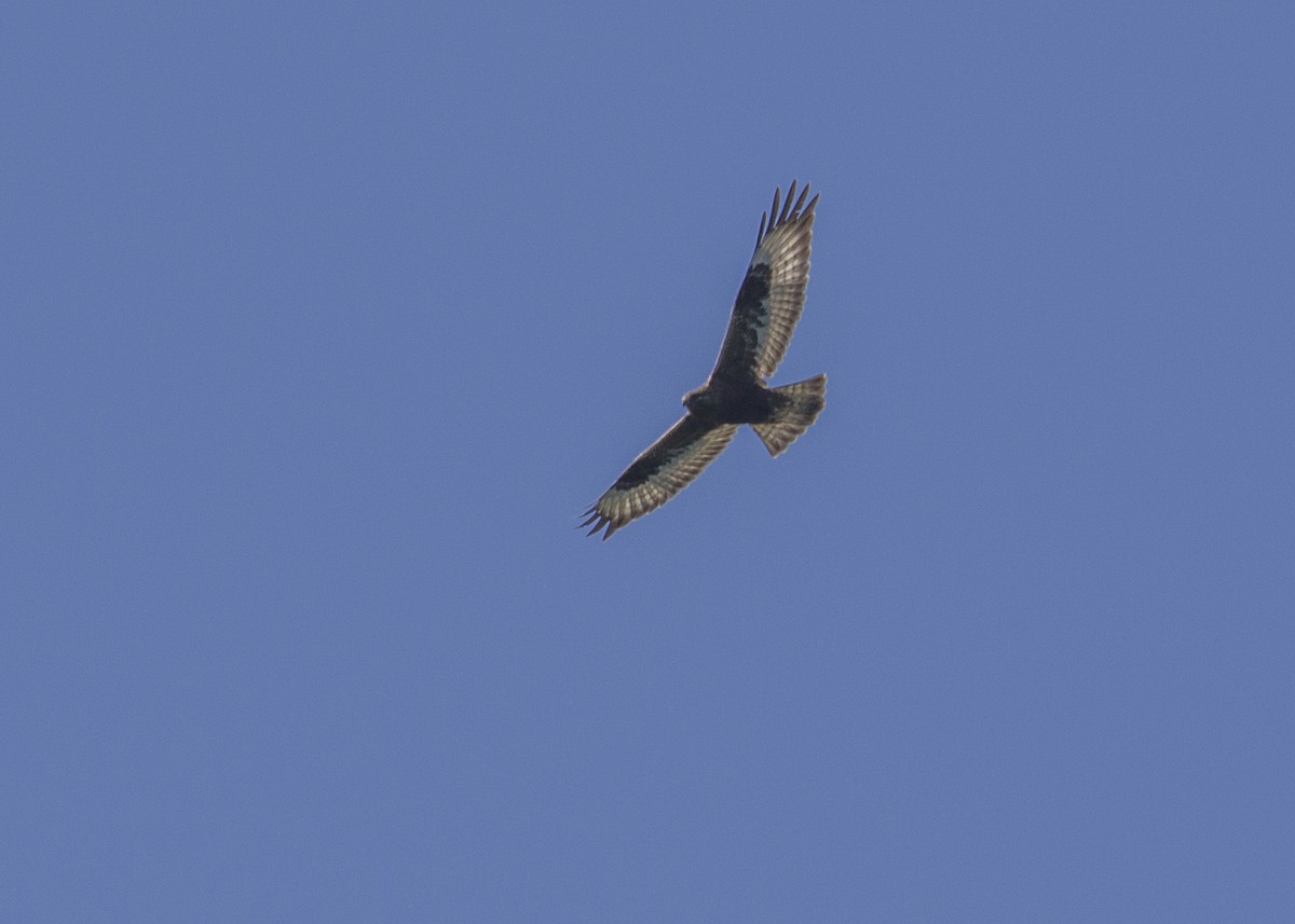 Rough-legged Hawk - Melissa Gates