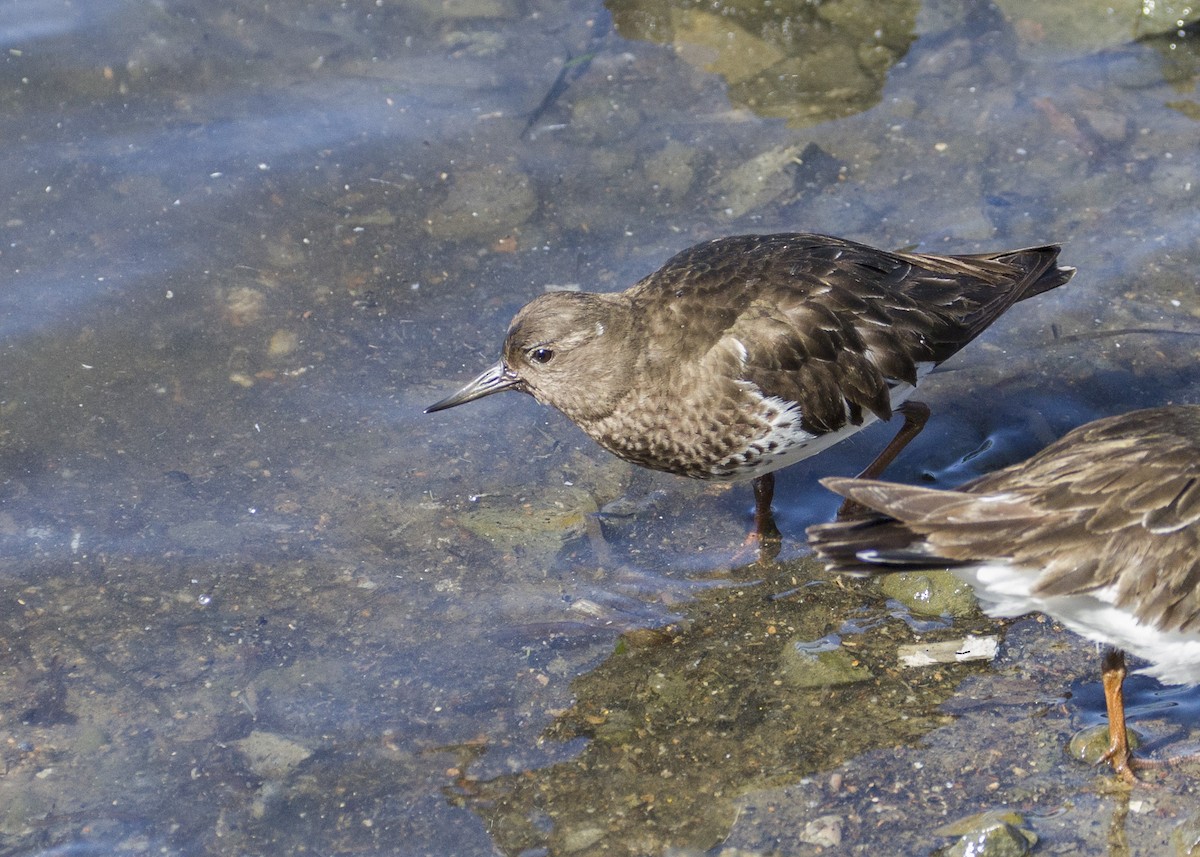 Black Turnstone - Melissa Gates