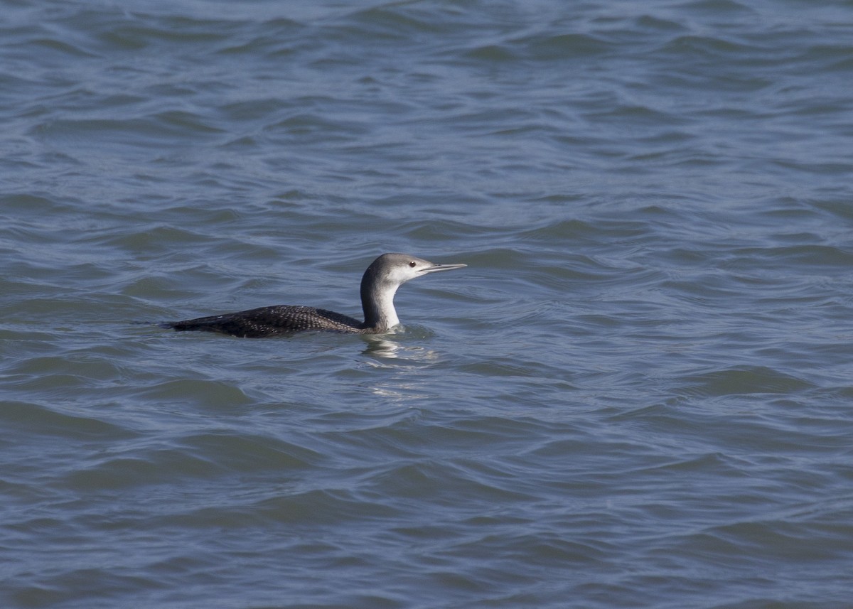 Common Loon - Melissa Gates