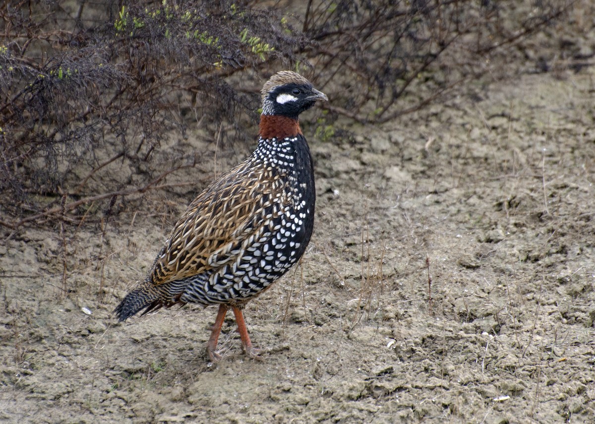 Black Francolin - ML211439401