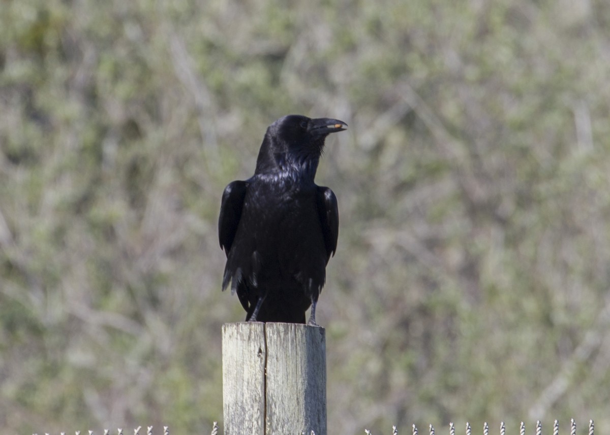 Common Raven - ML211439441