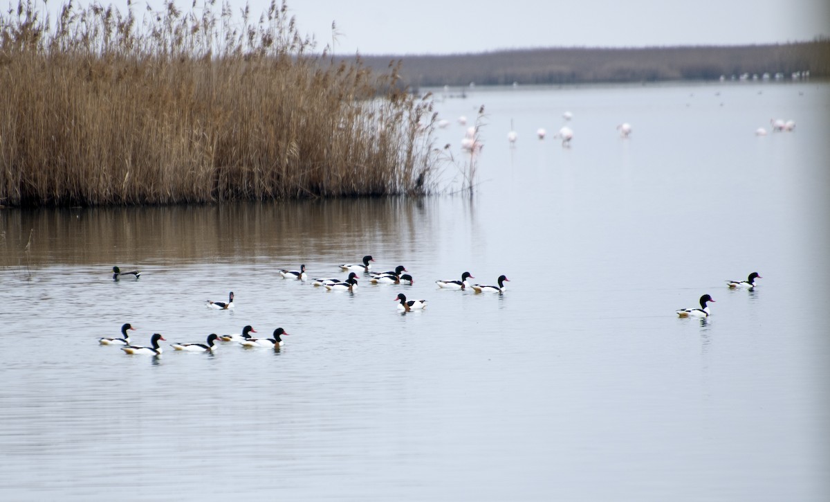 Common Shelduck - ML211439481