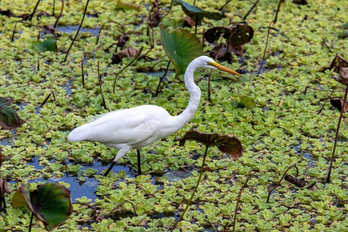 Great Egret - Eric Kuo