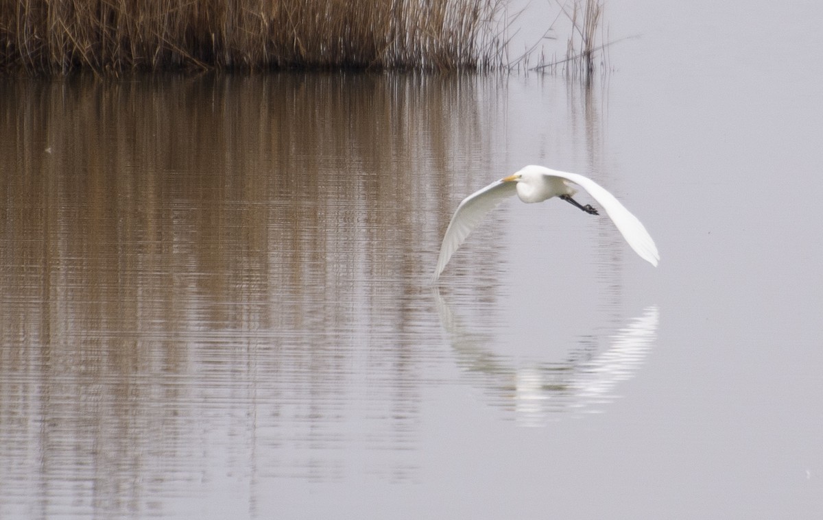 Great Egret - ML211439901