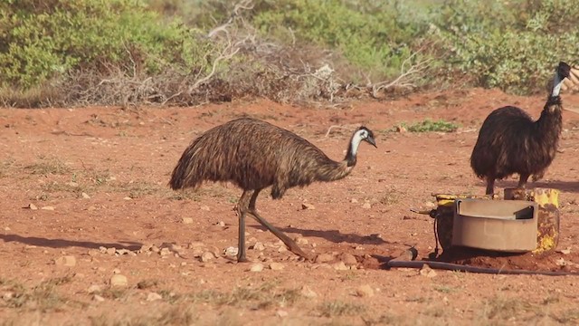 emu hnědý - ML211439971