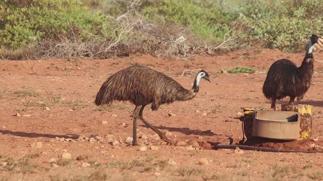 Émeu d'Australie - ML211439971