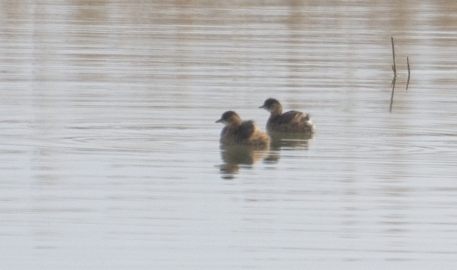 Little Grebe - ML211440011