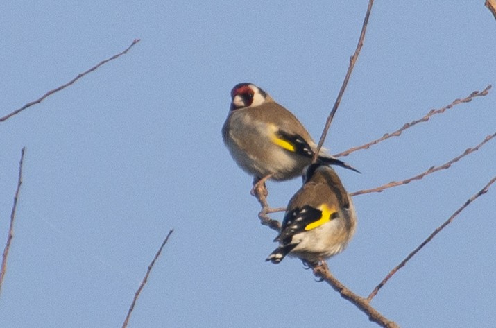 European Goldfinch - ML211440621