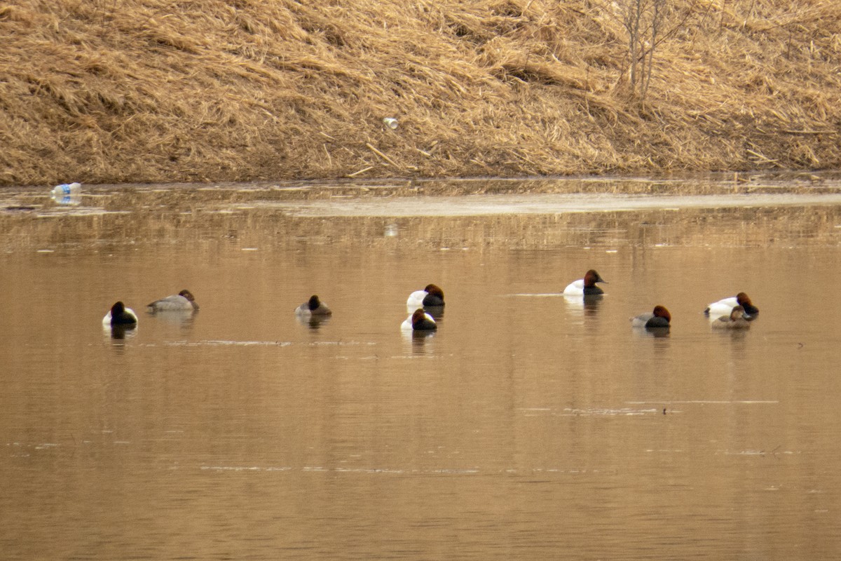 Canvasback - ML211440631