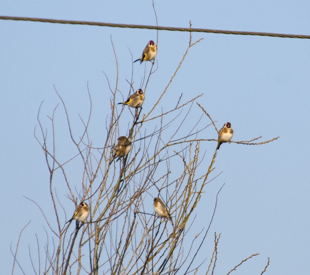 European Goldfinch - ML211440671