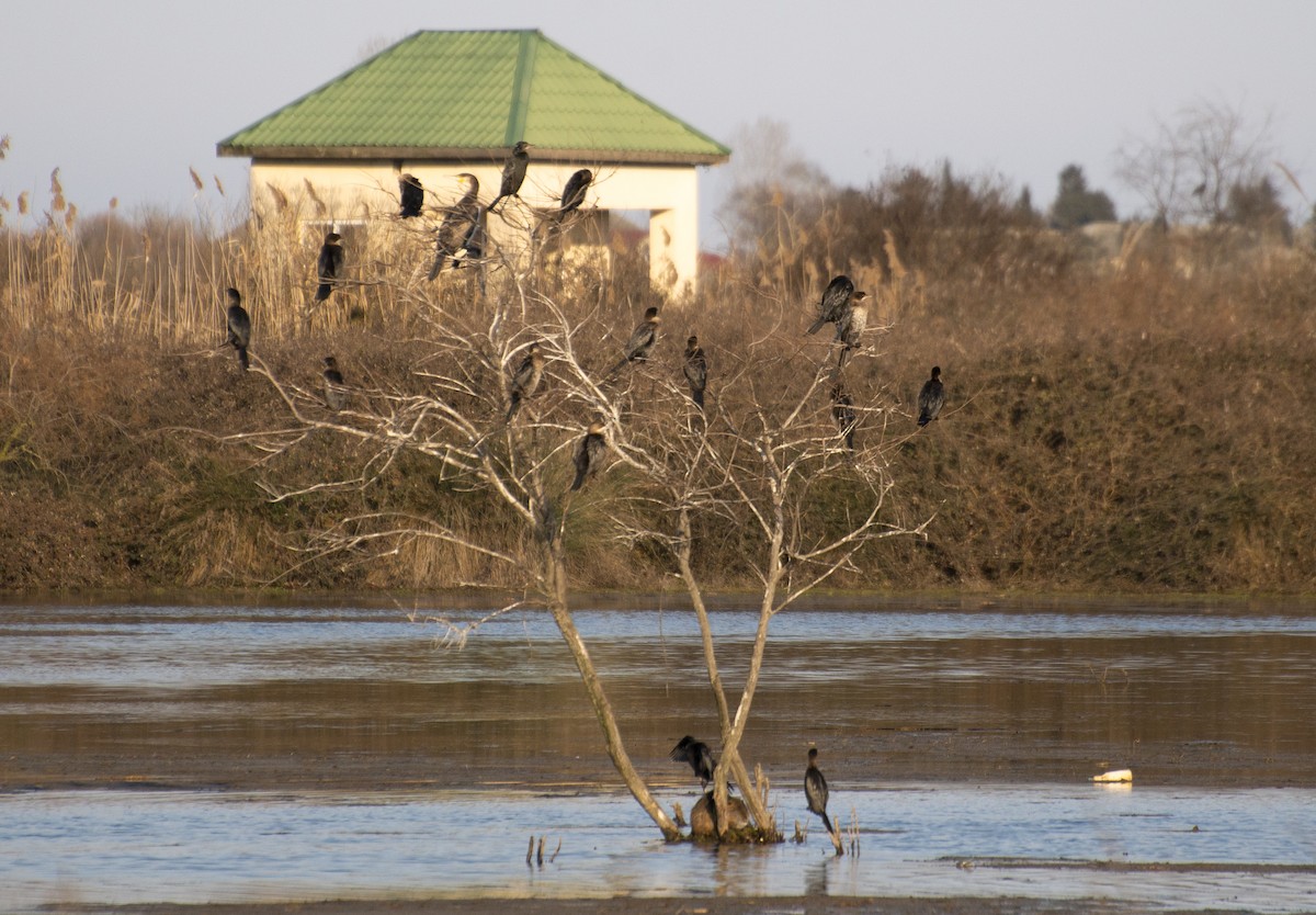 Pygmy Cormorant - ML211440821