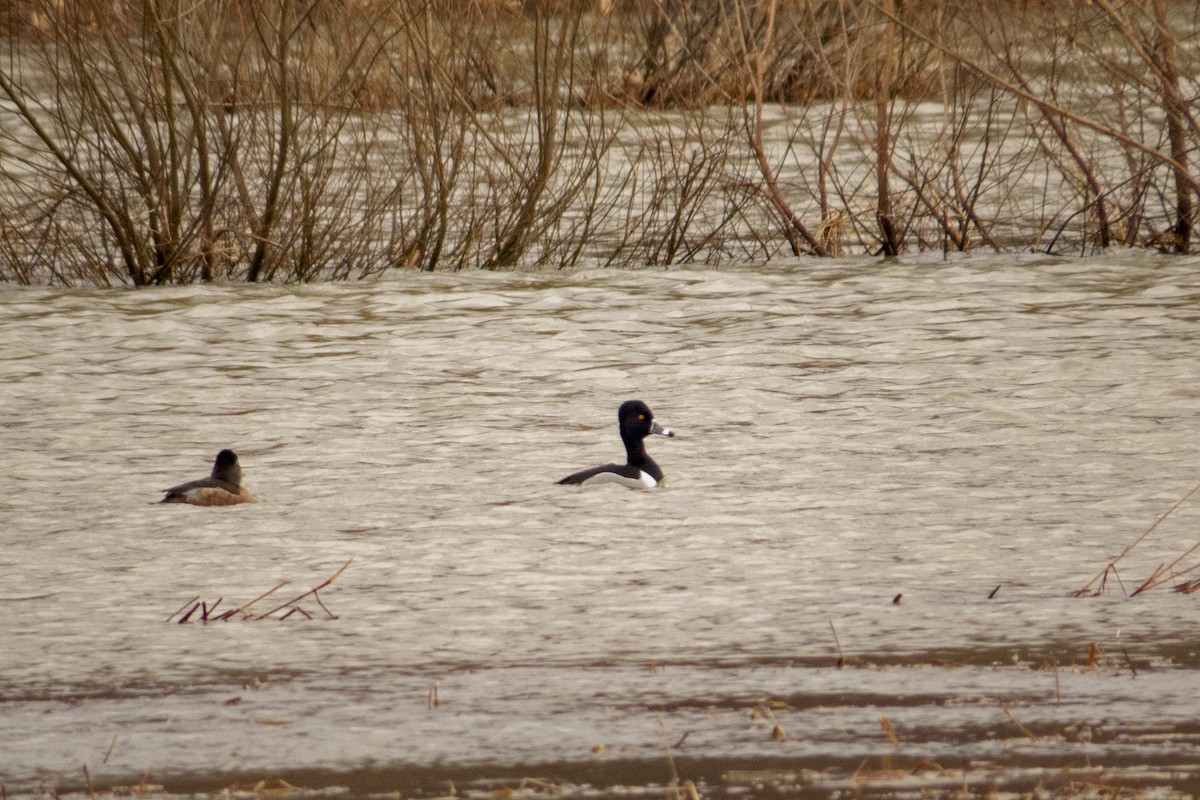 Ring-necked Duck - ML211440961