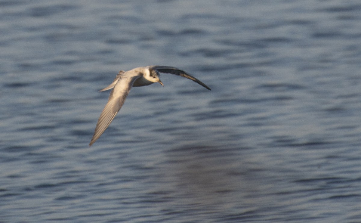 Sandwich Tern - ML211441231