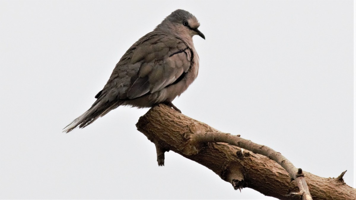 Picui Ground Dove - ML211441261