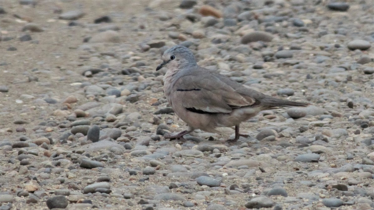 Picui Ground Dove - ML211441271