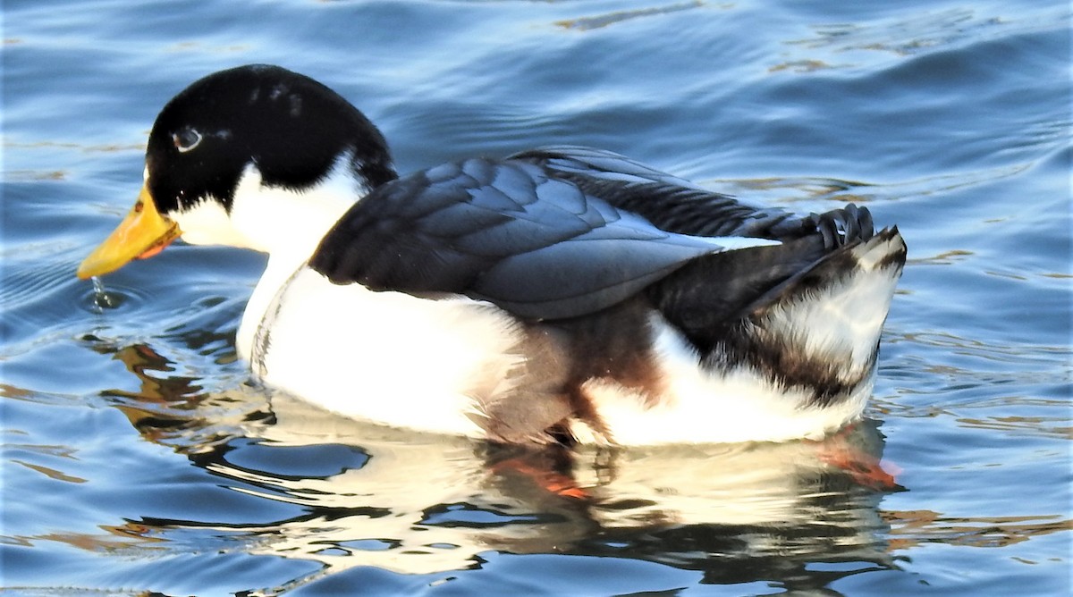 Mallard (Domestic type) - Lucio 'Luc' Fazio