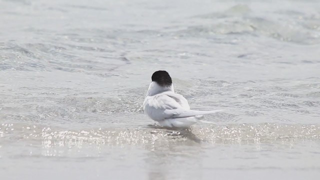 Australian Fairy Tern - ML211441541