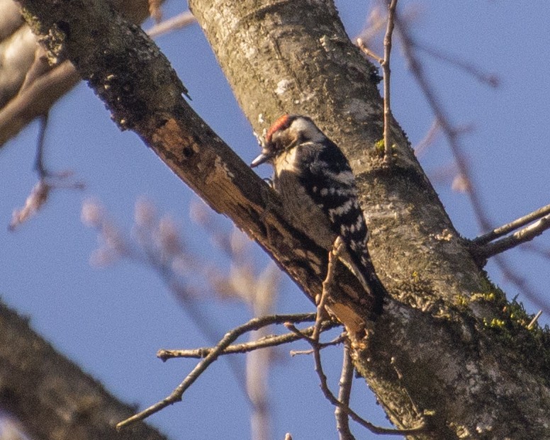 Lesser Spotted Woodpecker - ML211441811