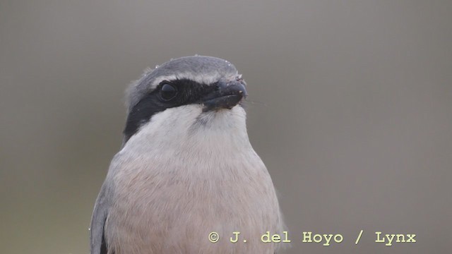 Iberian Gray Shrike - ML211441871