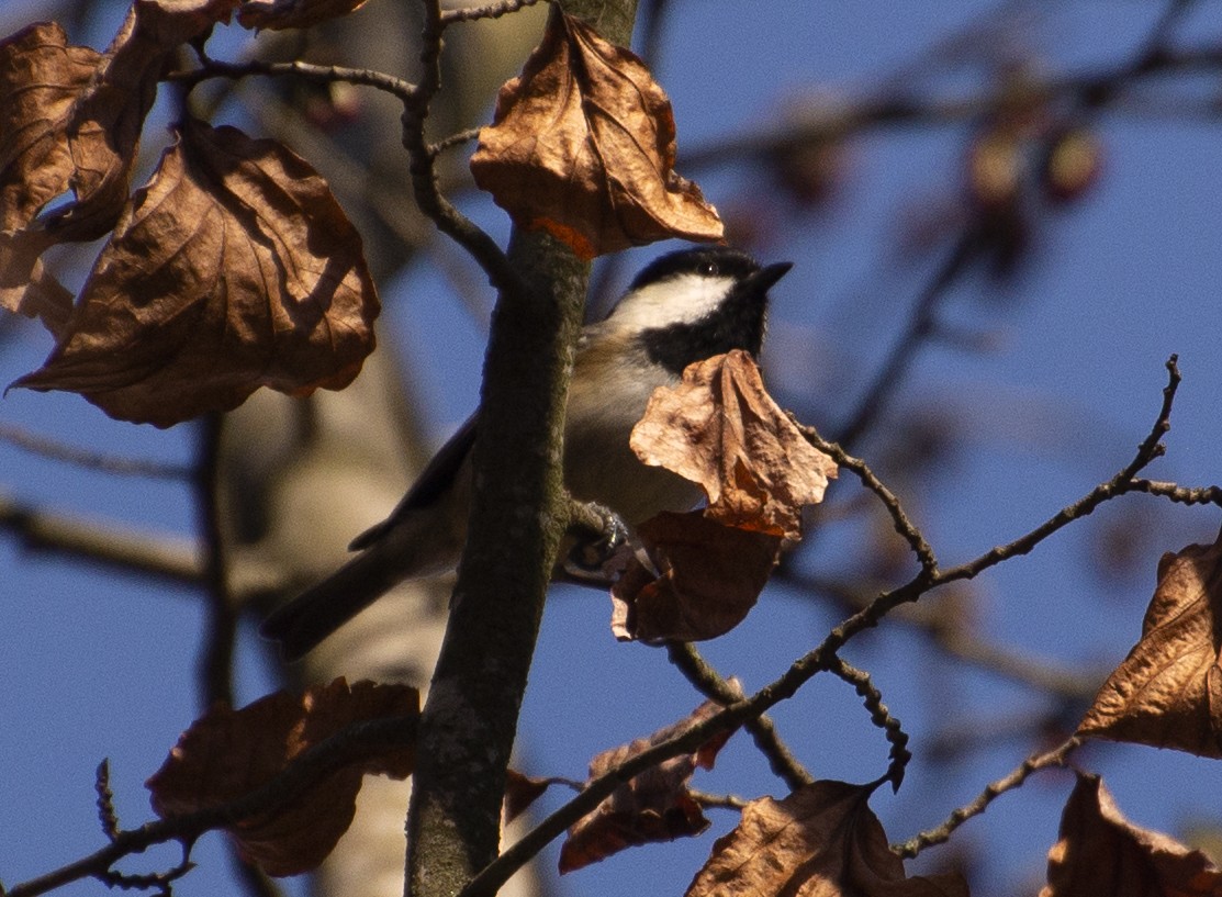 Coal Tit - ML211441981