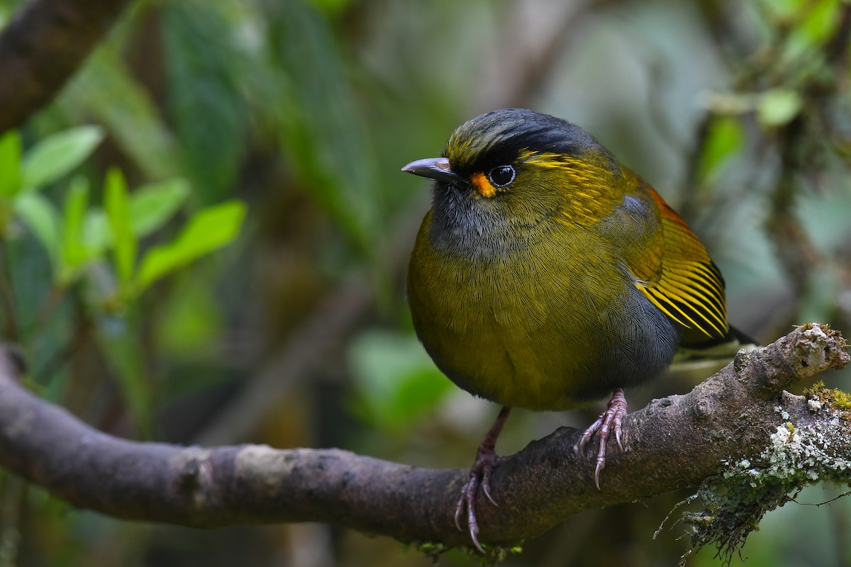 Taiwan Liocichla - ML211442091