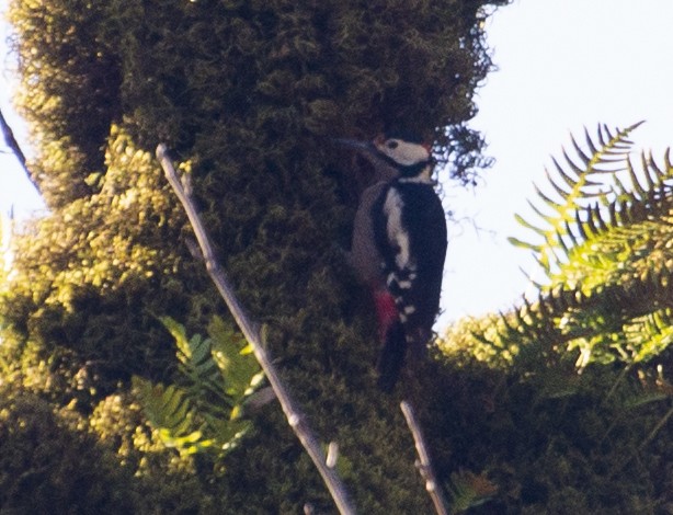 Great Spotted Woodpecker (poelzami) - ML211442901