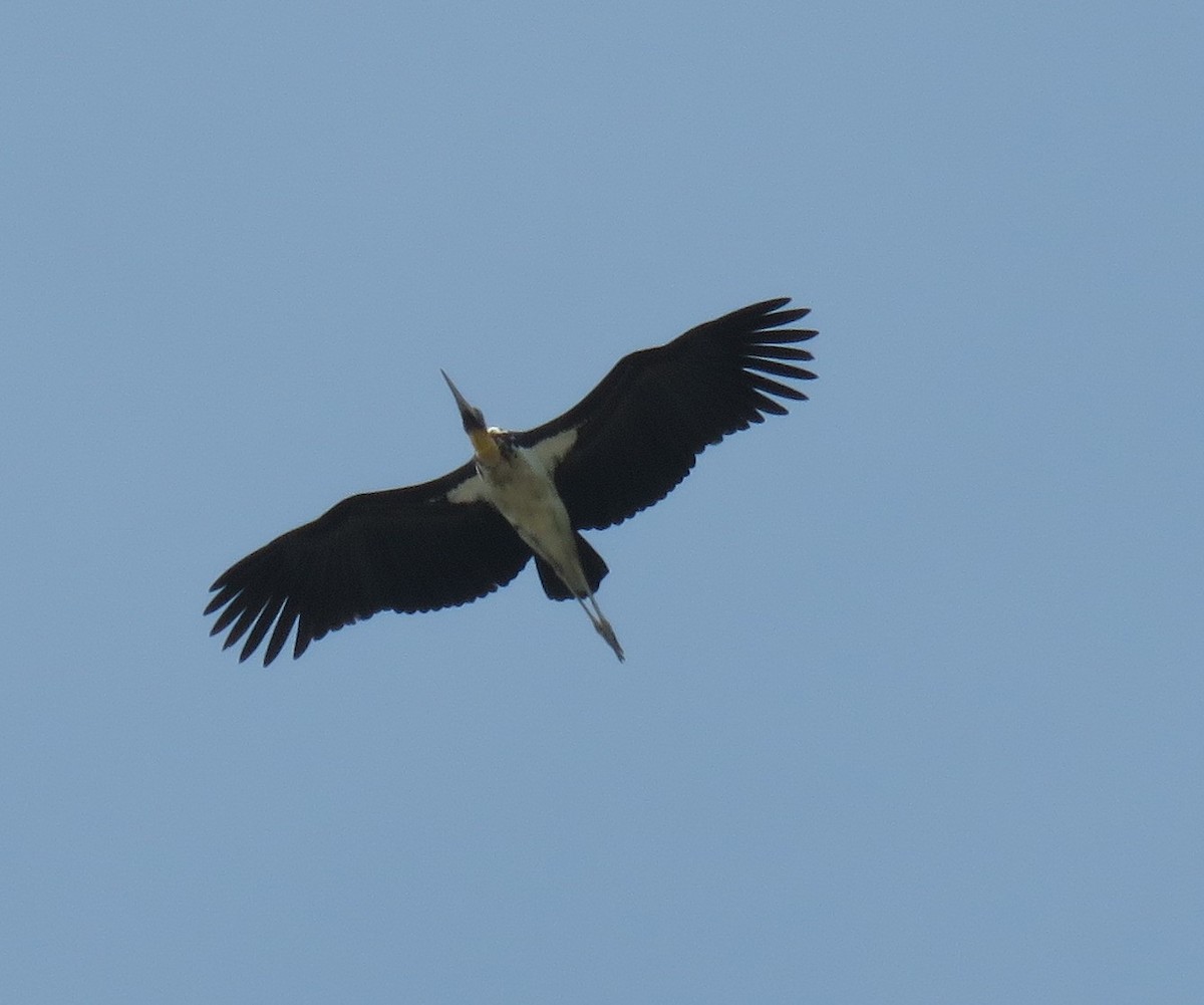 Lesser Adjutant - Ben Taylor