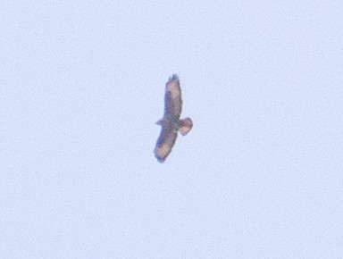 Common Buzzard - ML211443101