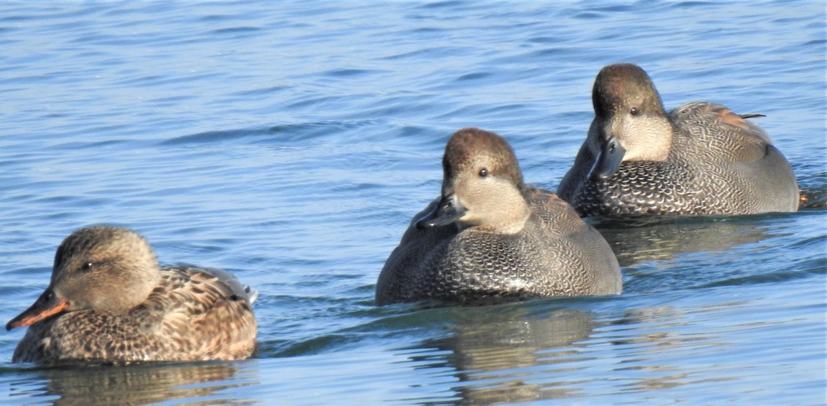 Gadwall (Common) - ML211443711