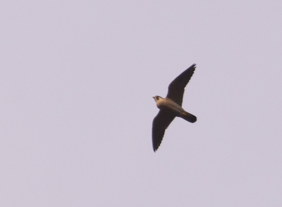 Peregrine Falcon - ML211444471
