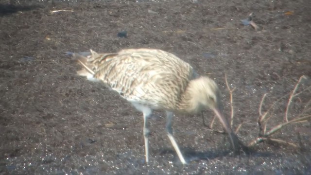 Eurasian Curlew - ML211447411