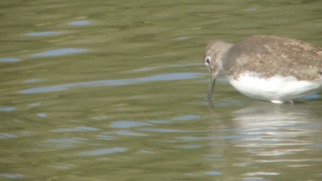 Green Sandpiper - ML211448521