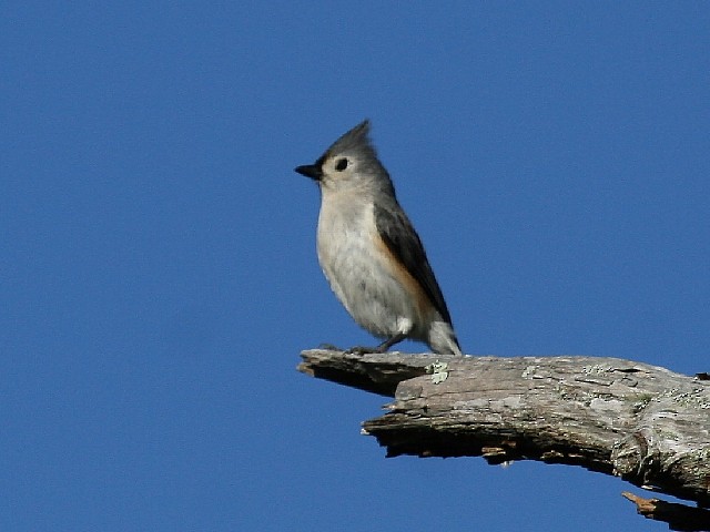 Tufted Titmouse - Roy E. Peterson