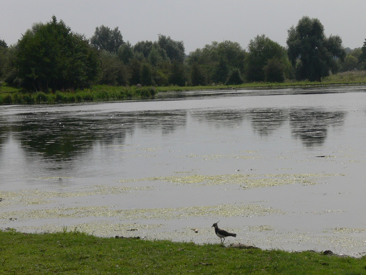 Northern Lapwing - ML211450521