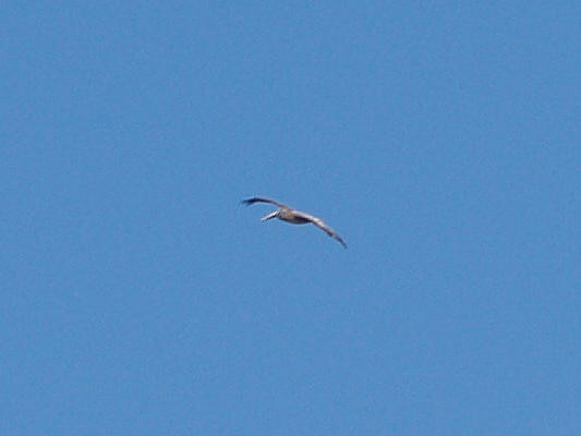Бурый пеликан - ML21145091